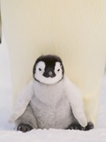 Emperor Penguin Protecting Offspring from the Cold
