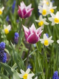 Mixed Spring Bulbs