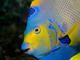 Queen Angelfish (Holacanthus Ciliaris)