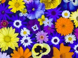 Flowers in Blues and Yellows