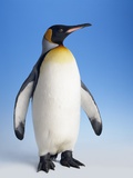 King Penguin