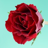 Red Rose with Wavy Petals