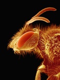 Head of a Bee