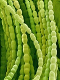 Hairs on Petal of a Periwinkle