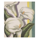 Illustration of Calla Lilies