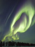 Northern Lights over Boreal Forest