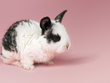Rabbit with Black and White Fur