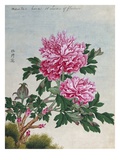 Chinese Watercolor of Pink Peonies