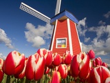 Windmill in Tulip Field