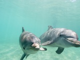 Bottlenose Dolphins