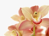 Salmon-Pink Orchid Blossoms