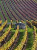 Vineyards in Fall in the Hautes-Cotes of Burgundy