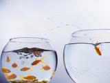 Goldfish Jumping into Different Bowl