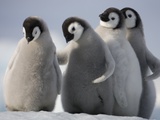 Emperor Penguins in Antarctica