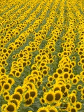 Field of Sunflowers