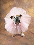Bulldog Wearing Tutu