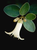 White bud with green leaves
