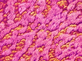 Bronchus of a Rat