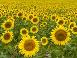 Field of Sunflowers