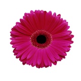 Hot Pink Gerbera Daisy