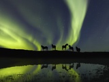 Horses under the Aurora Borealis