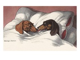 Mariage d'Amour with Two Dogs in Bed