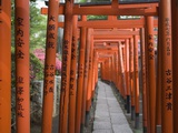 Red Arches Along Path to Nezu Shrine