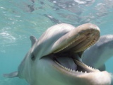 Bottlenose Dolphin Opening Mouth