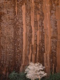 Chokecherry Tree Against Red Canyon Wall