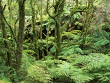 Temperate Rain Forest in Australia's Otway Range