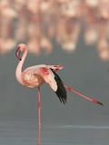 Lesser Flamingo Stretching Wing and Leg