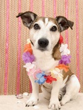 Dog with Lei