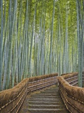Bamboo Lined Path at Adashino Nembutsu-ji Temple