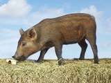 Piglet Eating