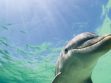 Bottlenose Dolphin