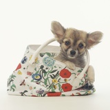 Long-Haired Chihuahua in Tote Bag