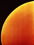 Compound Eye of a Flower Fly