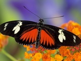 Heliconius Doris in Red Phase Resting on Lantana
