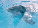 Dolphin Looking Out of the Water