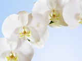 White Orchids on Blue Background