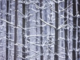 Snow-covered Trees in Forest