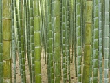 Sagano Bamboo Forest in Kyoto