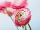 Pink ranunculus