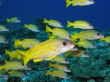 Bluelined Snapper in French Polynesia