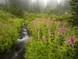 Monkey Flowers Along Paradise Creek