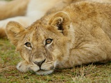 Young Lion in Grass
