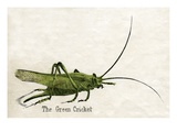 The Green Cricket