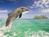 Bottlenosed Dolphin Leaping in Caribbean Sea