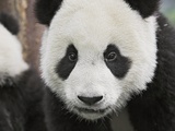 Baby Giant Pandas
