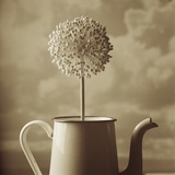 Blooming Allium in Old Metal Coffee Pot